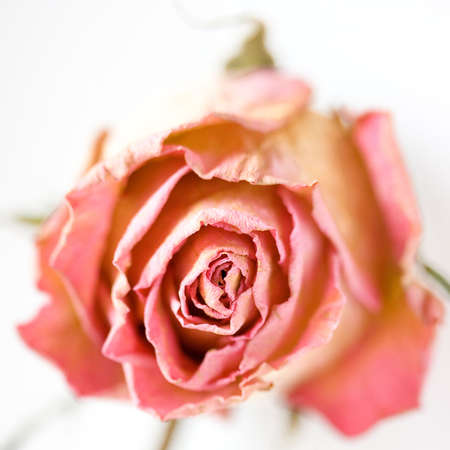 fading rosebudの写真素材