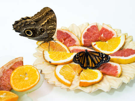 butterfly on the plate of orange segmentsの写真素材