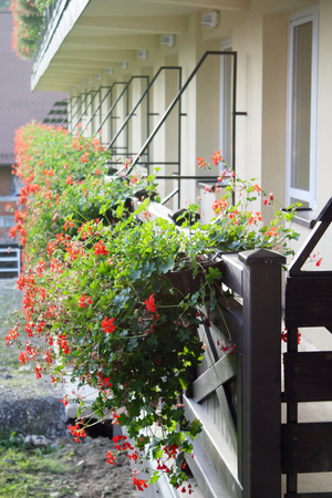 geranium flowers on the balcony of a house .の写真素材