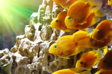 Goldfish in the aquarium.の写真素材