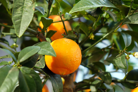 Ripe tangerines on a decorative tree. The vitamin complex.の写真素材