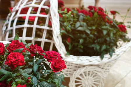 Beautiful red roses. The flowers in the garden. Wallpaper.の写真素材