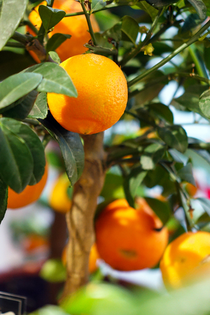 Ripe tangerines on a decorative tree. The vitamin complex.の写真素材