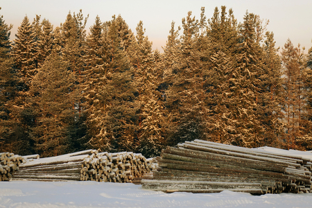The logs are prepared for transport on a background of pine forest.の写真素材