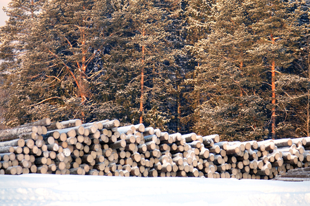 The logs are prepared for transport on a background of pine forest.の写真素材