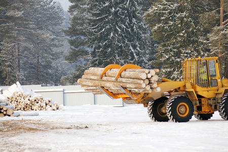 Loading lumber. Forest logs, unload the tractor. Forest industry.Logs are prepared for transport on a background of pine forest.の写真素材
