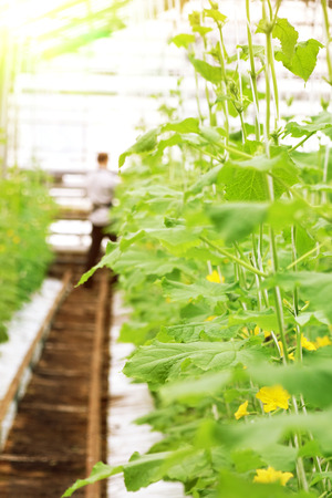 Growing cucumbers in a greenhouse. Industrial agricultural greenhouse.の写真素材