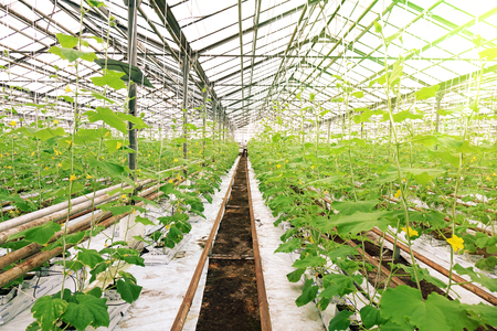 Growing cucumbers in a greenhouse. Industrial agricultural greenhouse.の写真素材