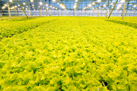 Growing cucumbers in a greenhouse. Industrial agricultural greenhouse.の写真素材