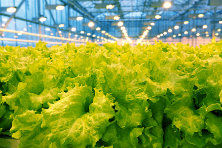 Growing cucumbers in a greenhouse. Industrial agricultural greenhouse.の写真素材