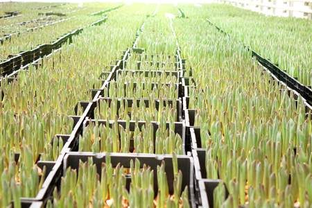 agribusiness greenhouse seedling spring.Seedlings of tulips in a greenhouse .の写真素材