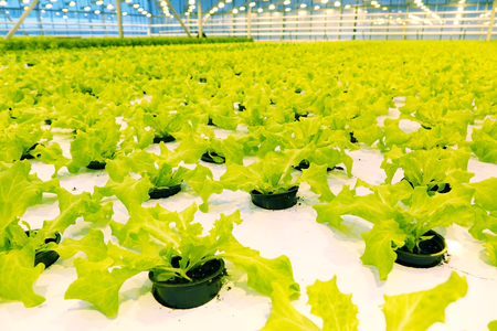 Growing cucumbers in a greenhouse. Industrial agricultural greenhouse.の写真素材