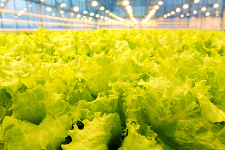 Growing cucumbers in a greenhouse. Industrial agricultural greenhouse.の写真素材