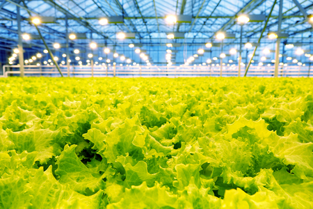 Growing plants in a greenhouse.の写真素材