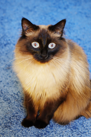 Beautiful cat on a blue background.Blue eye.の写真素材