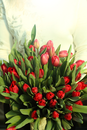 Bouquet of tulips in the hands of the girl.Bouquet of red tulips. Spring gift for a girl .の写真素材