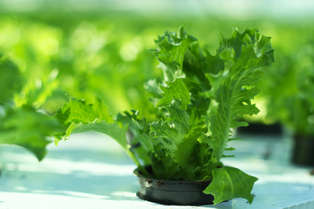 Growing vegetables in a greenhouse.の写真素材