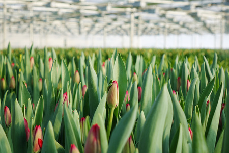 Plantation of tulips in the greenhouse . The flower farm.の写真素材