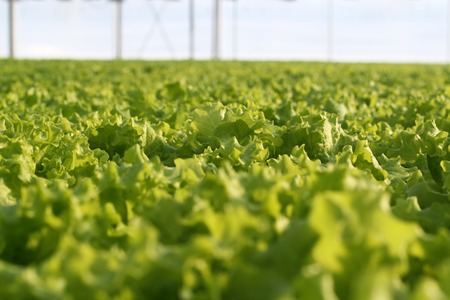 Growing vegetables in a greenhouse. Plantations of green salad.の写真素材