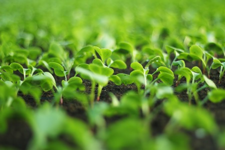 Growing vegetables in a greenhouse.の写真素材