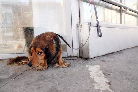 The dog is tied with a collar to the building on the street.の写真素材