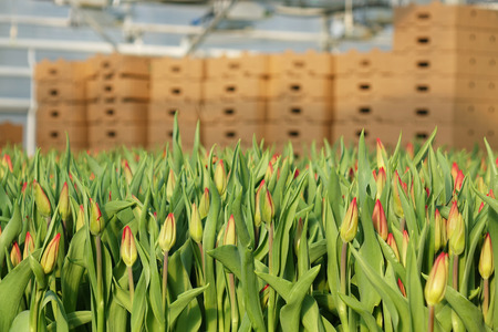 Plantation of tulips in the greenhouse . The flower farm.の写真素材