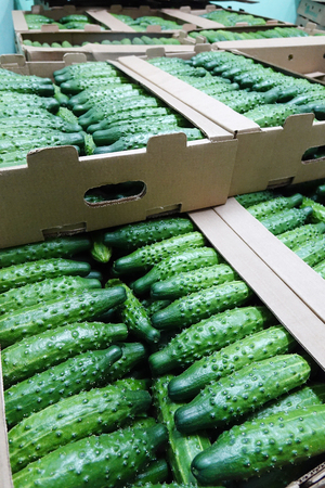 Green fresh cucumber in wooden box for sale .Natural and organic ingredients for a healthy diet.の写真素材