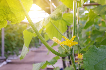 Fresh green cucumbers in the industrial greenhouse.Natural and organic ingredients for a healthy diet.の写真素材