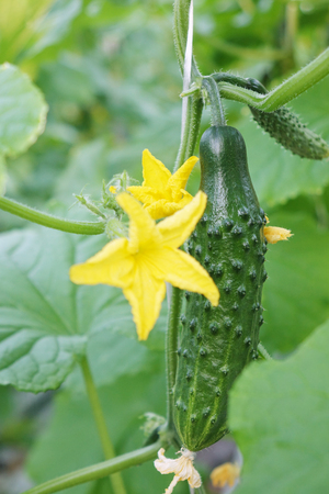 Fresh green cucumbers in the industrial greenhouse.Natural and organic ingredients for a healthy diet.の写真素材