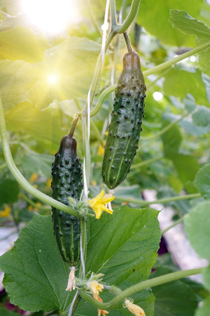 Fresh green cucumbers in the industrial greenhouse.Natural and organic ingredients for a healthy diet.Natural good food. Agriculture.の写真素材