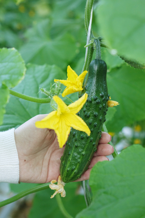 Fresh green cucumbers in the industrial greenhouse.Natural and organic ingredients for a healthy diet.Natural good food. Agriculture.の写真素材