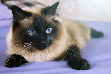 Beautiful cat on a blue background. animalの写真素材