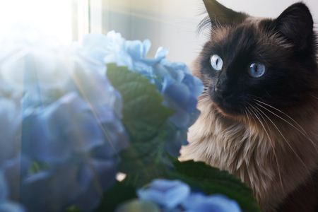 Beautiful cat and blue flowers. Petの写真素材