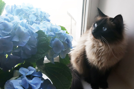 Beautiful cat and blue flowers. Petの写真素材