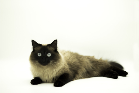 Beautiful cat isolated on a white background. purebredの写真素材