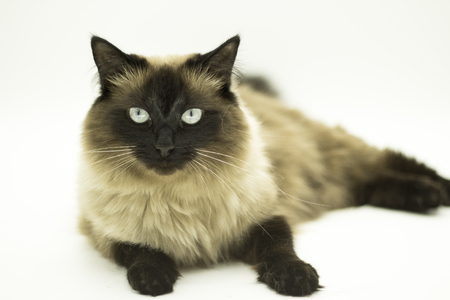 Beautiful cat isolated on a white background. purebredの写真素材