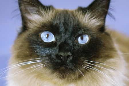 Beautiful cat on a blue background. animalの写真素材