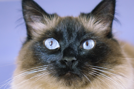 Beautiful cat on a blue background. animalの写真素材