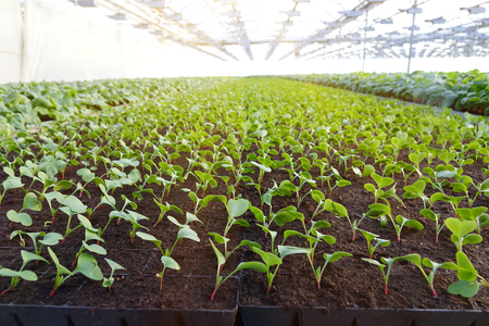 Growing vegetables in a greenhouse. Agriculture. plantations of radishesの写真素材