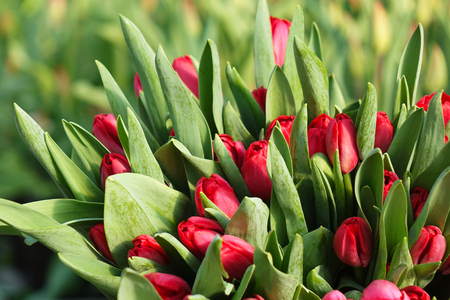 Bouquet of red tulips. Spring gift for a girl . Flower bouquet.の写真素材