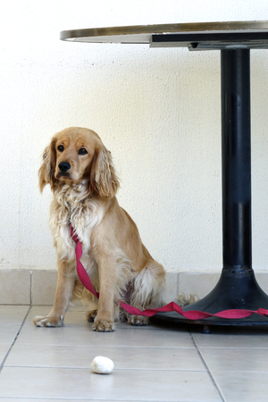 Brown Cocker Spaniel on a leash .の写真素材