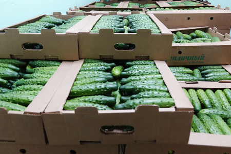 Green fresh cucumber in wooden box for sale .Natural and organic ingredients for a healthy diet.Natural good food shopping background.の写真素材
