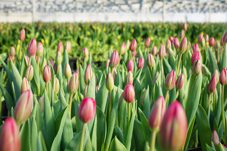 Plantation of tulips in the greenhouse . The flower farm. APK.の写真素材