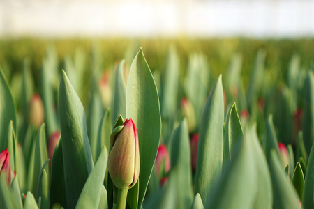 Plantation of tulips in the greenhouse . The flower farm. APK.の写真素材
