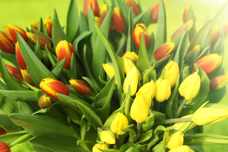 Bouquet of red tulips. Spring gift for a girl . Flower bouquet.の写真素材