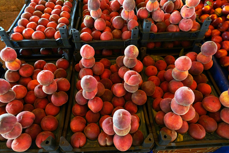 Peaches and nectarines on the counter are sold at the grocery store. trade in the market.の写真素材