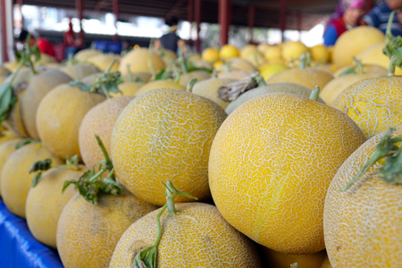 Ripe yellow melons lie in rows on the shelves.の写真素材