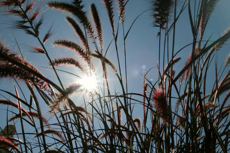 Dried stalks of reeds at sunset. The sun's rays shining through the dry reed grass.の写真素材