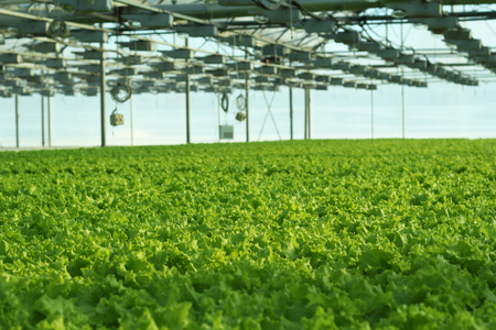 Growing cucumbers in a greenhouse. Industrial agricultural greenhouse.の写真素材
