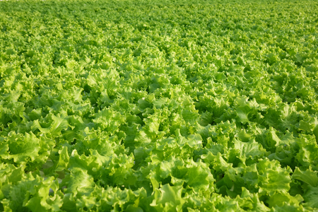 Growing cucumbers in a greenhouse. Industrial agricultural greenhouse.の写真素材